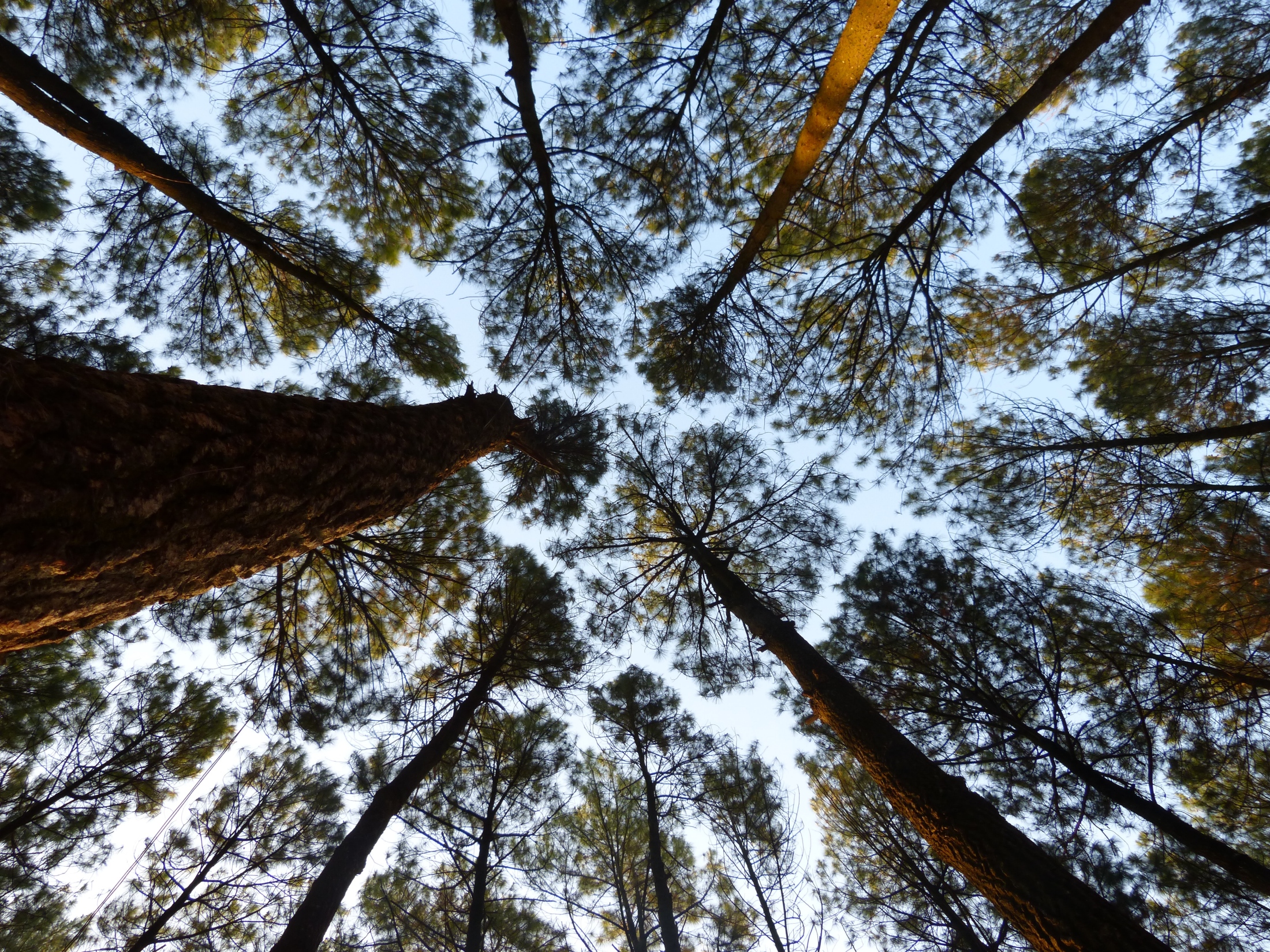 fotos unsplash certif fsc pinus eliotiis fotos unsplash certif fsc pinus eliotiis - HLC Consultoria